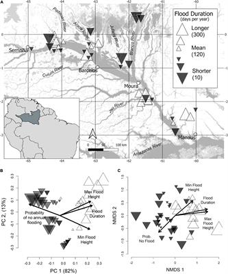 Modeling the Ecological Responses of Tree Species to the Flood Pulse of the Amazon Negro River Floodplains